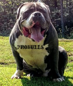 king kong bully pitbull