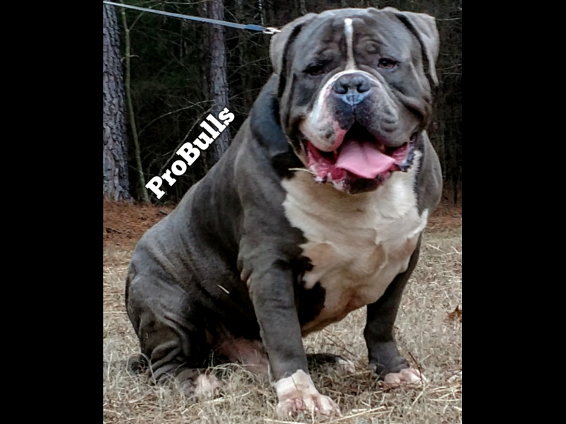 king kong bully pitbull