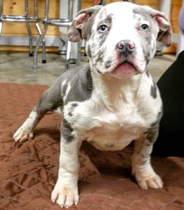 xxl bully puppies for sale near me