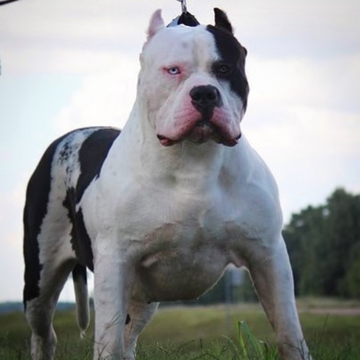 MASSIVE XXL BULLY PITBULL PROBULLS SCAR